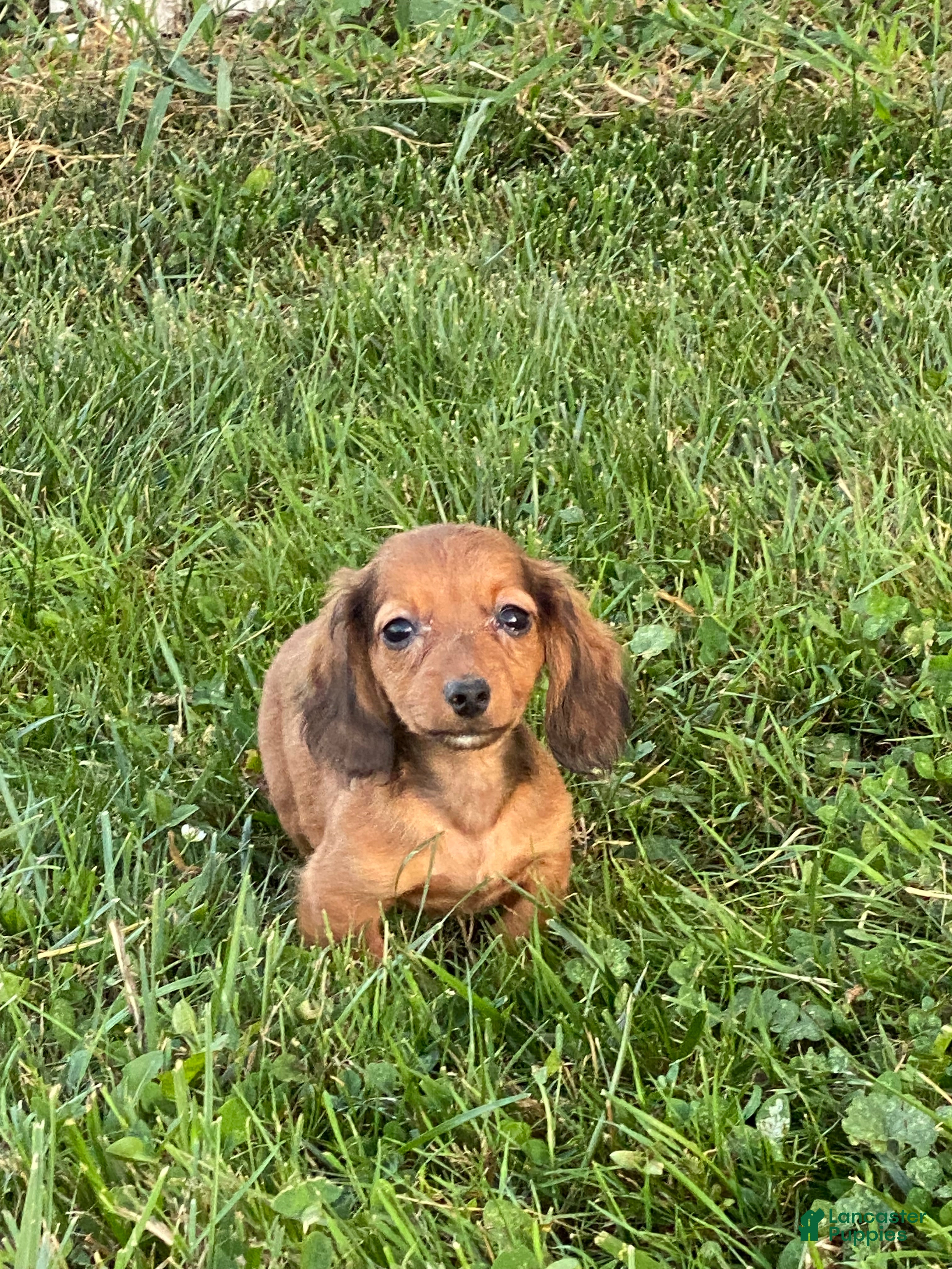 Dachshund dogs Dolly  - Ad 35