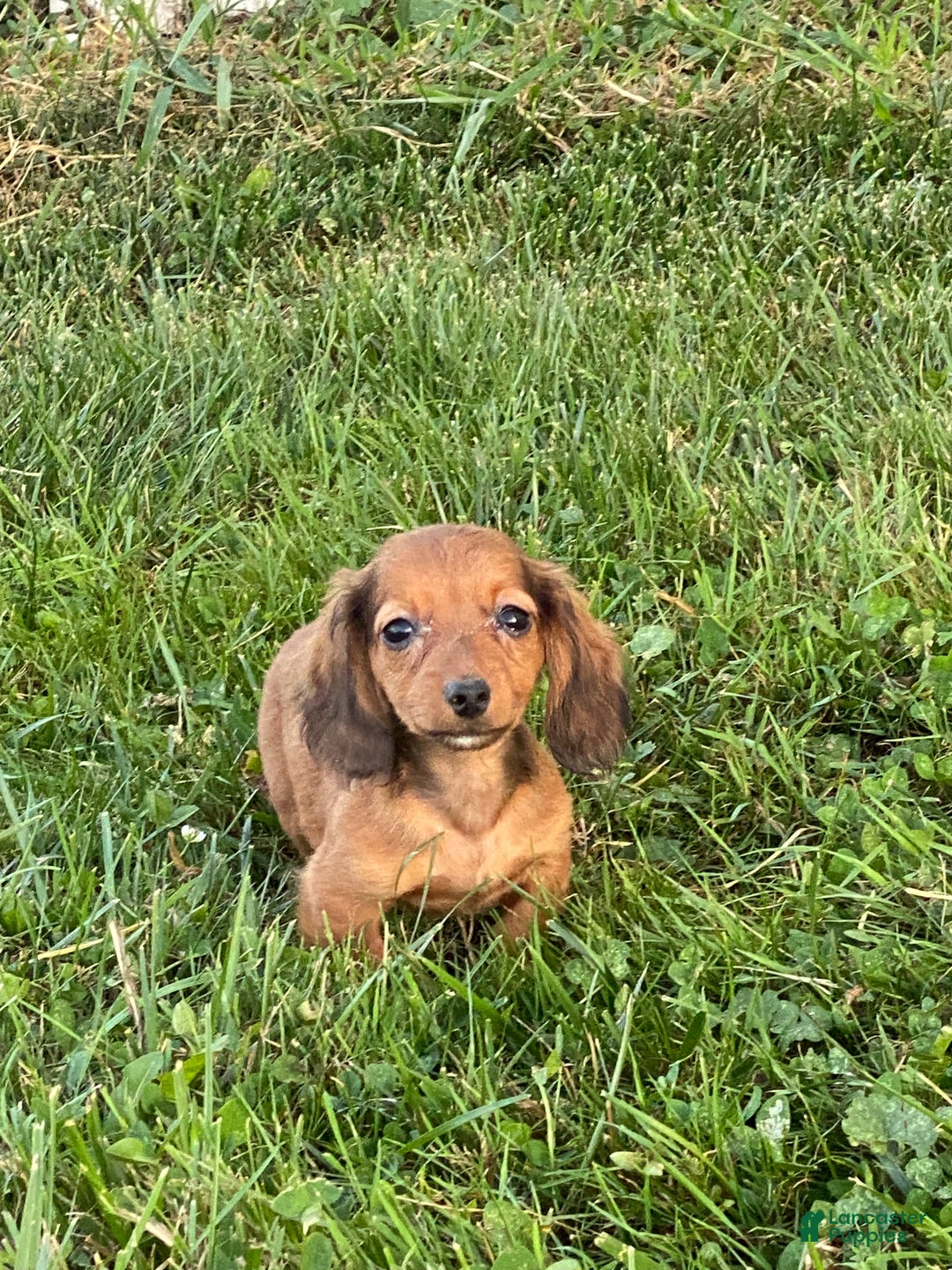 Dachshund dogs for sale: Dolly  - Ad 1