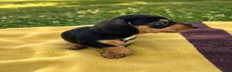 Dachshund dogs for sale: Macy - Ad 2