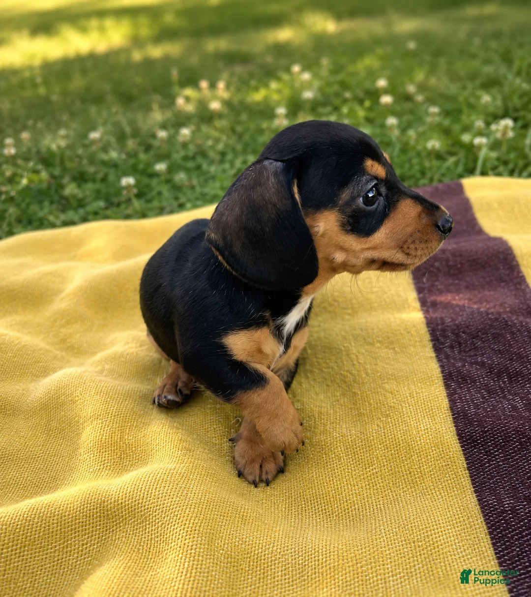 Dachshund dogs for sale: Macy - Ad 2