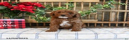 Mini Goldendoodle dogs for sale: Foster - Ad 4