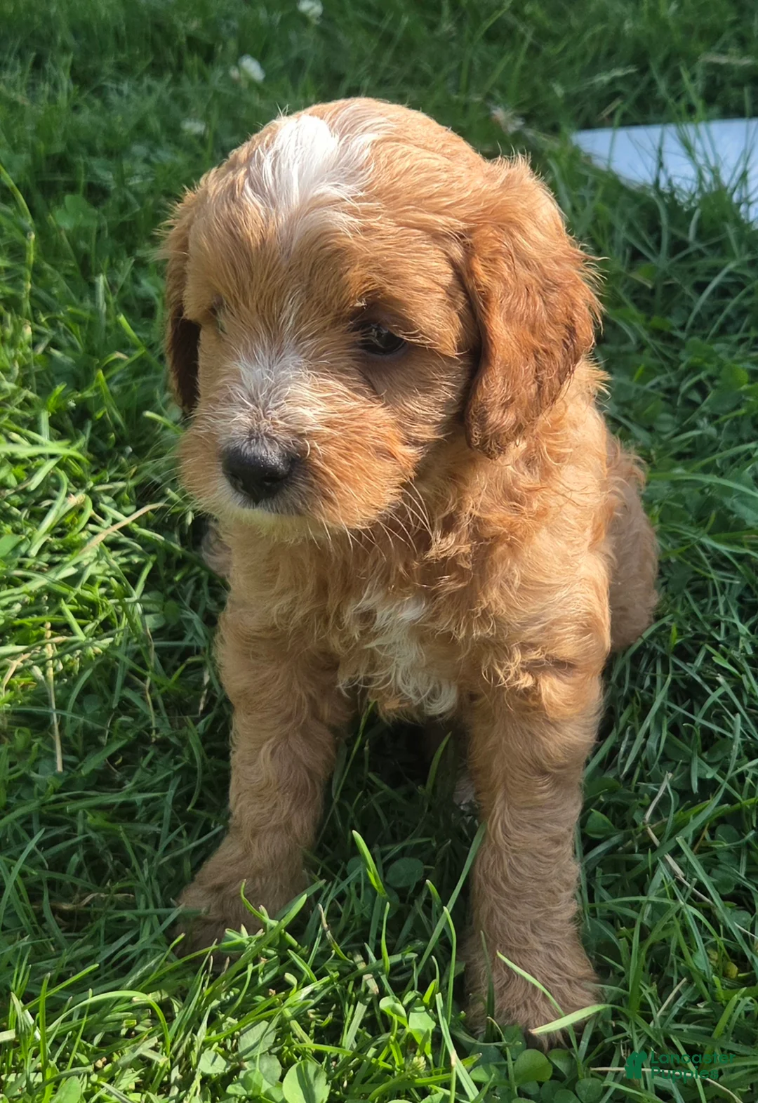 Cavapoo dogs for sale: Scout - Ad 2