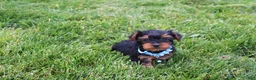 Yorkiepoo dogs for sale: Enzo - Ad 4