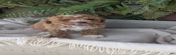 Cockapoo dogs for sale: Heaven - Ad 10