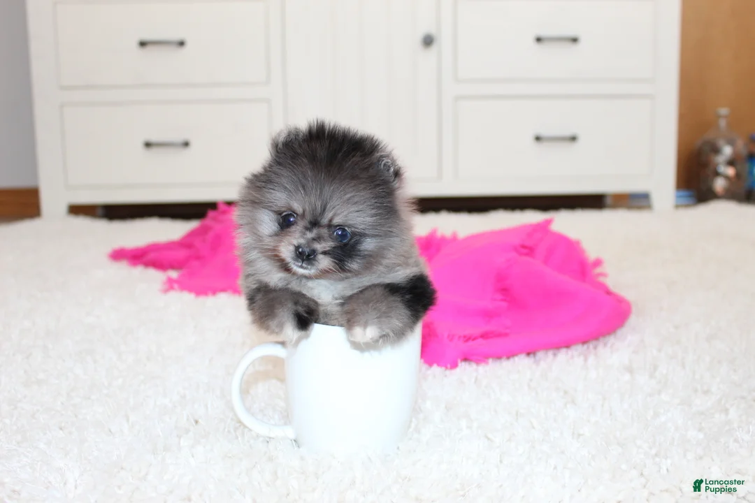 Pomeranian dogs for sale: Tiny Tiana - Ad 3