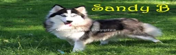 Pomsky dogs for sale: Bandit - Ad 5