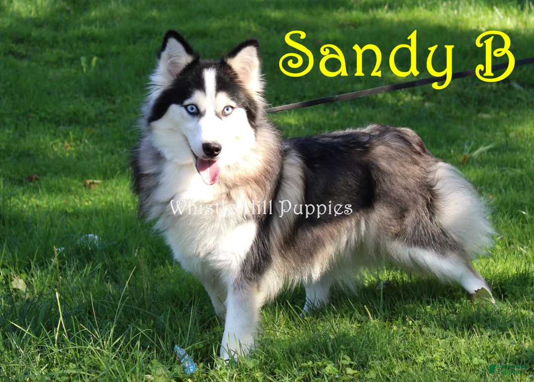 Pomsky dogs for sale: Bandit - Ad 5