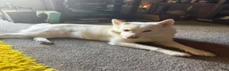 Alaskan Malamute dogs for sale: Alaskan Malamute 4 - Ad 3