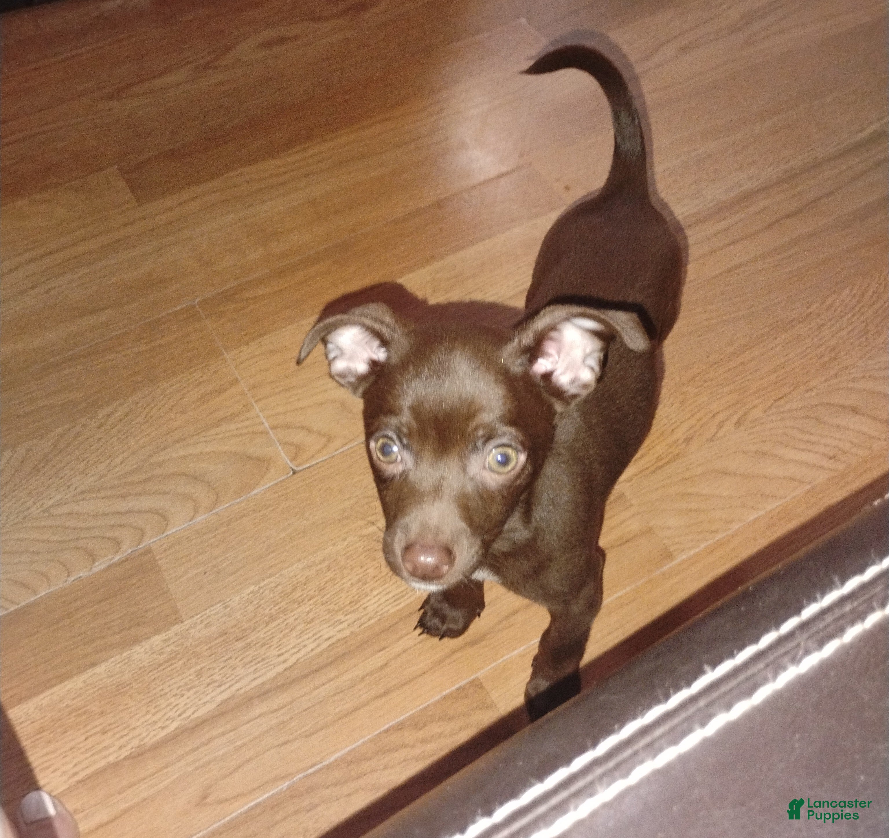 Mixed Breed dogs Mixed Breed 1 - Ad 3