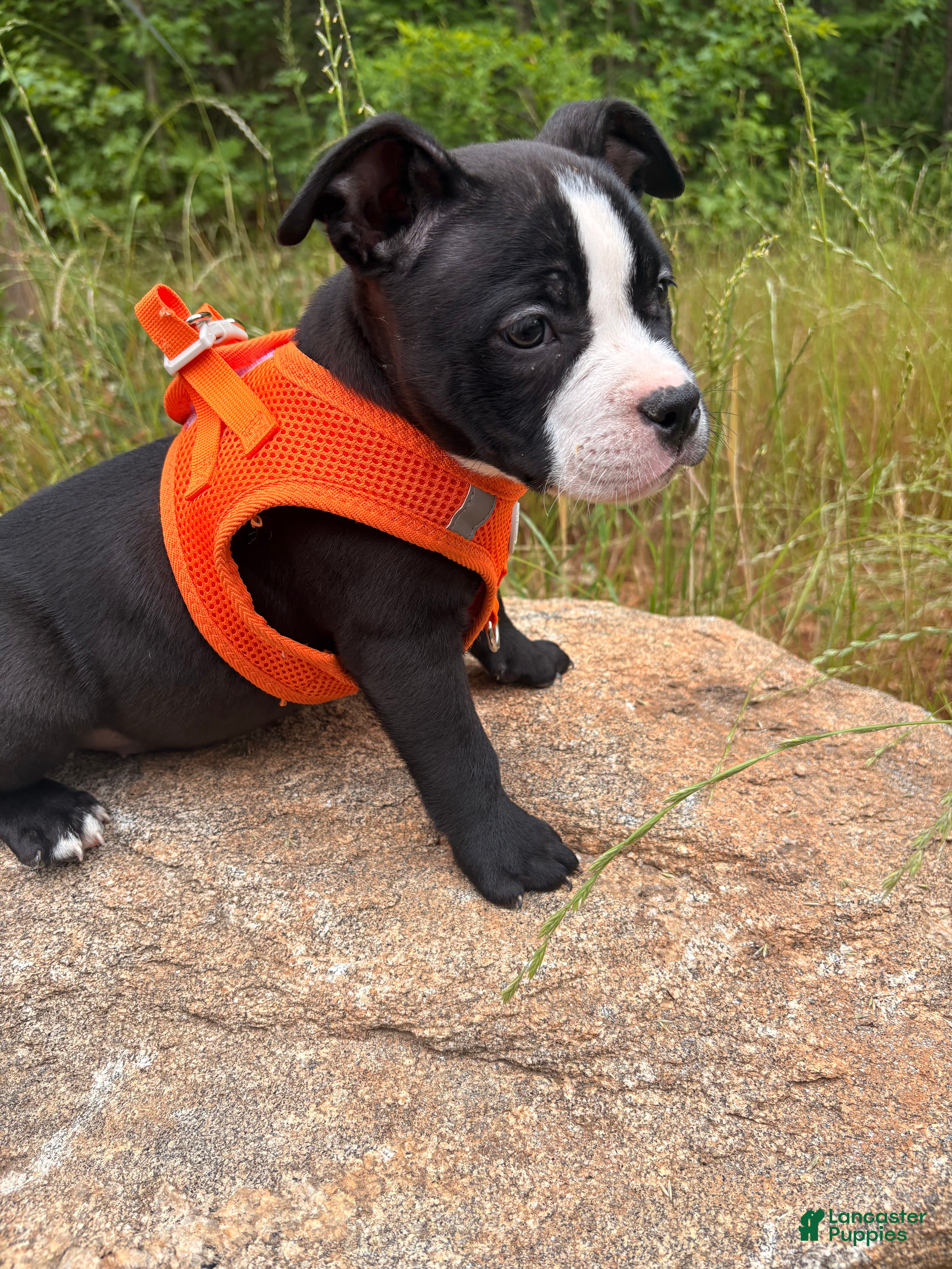 American Bully dogs Chanel - Ad 1