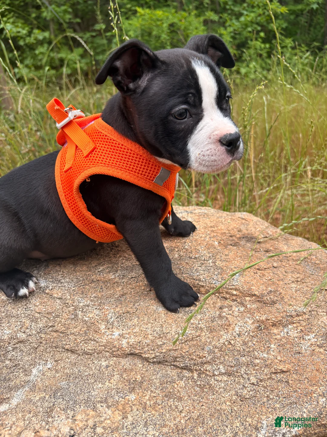 American Bully dogs for sale: Chanel - Ad 1