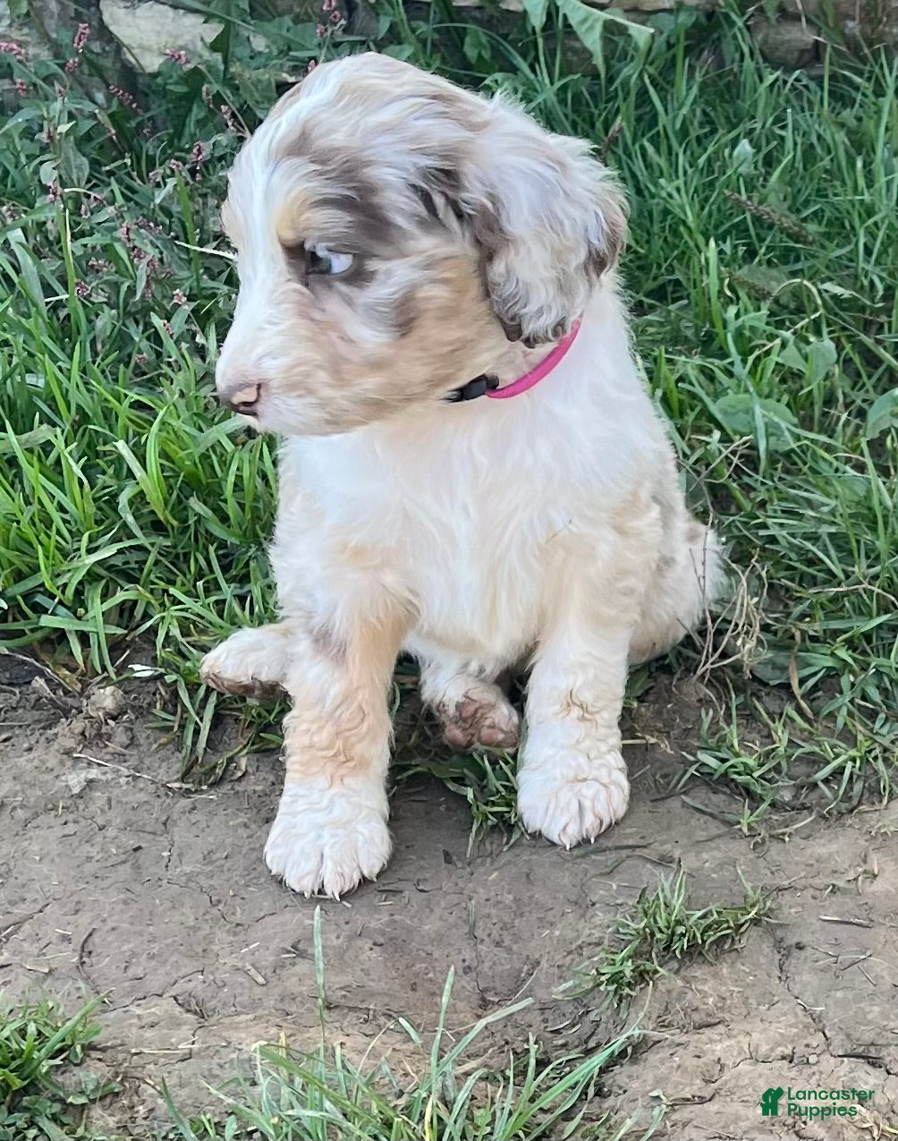 Aussiedoodle dogs for sale: Aussiedoodle 1 - Ad 1
