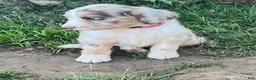 Aussiedoodle dogs for sale: Aussiedoodle 1 - Ad 1