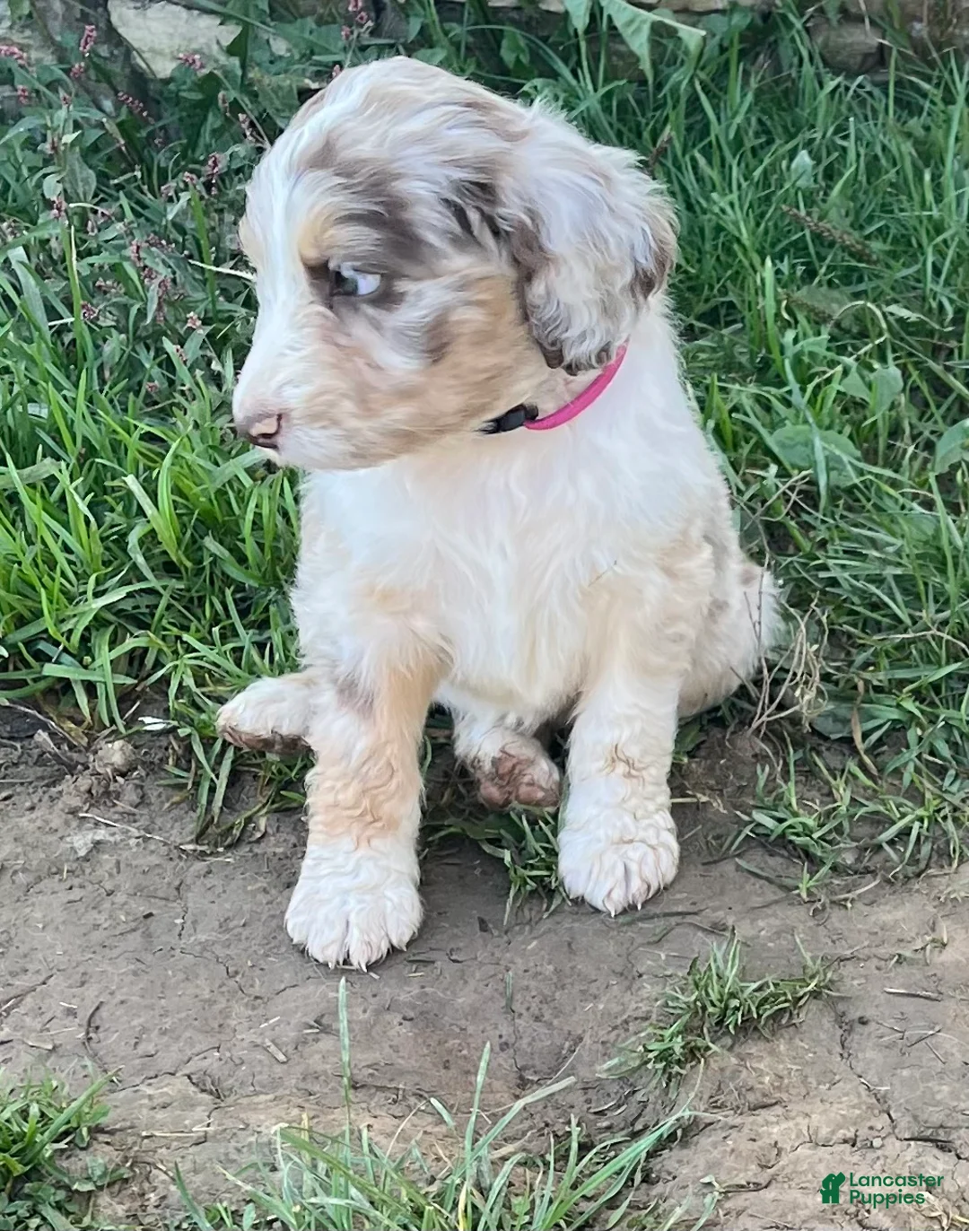 Aussiedoodle dogs for sale: Aussiedoodle 1 - Ad 1