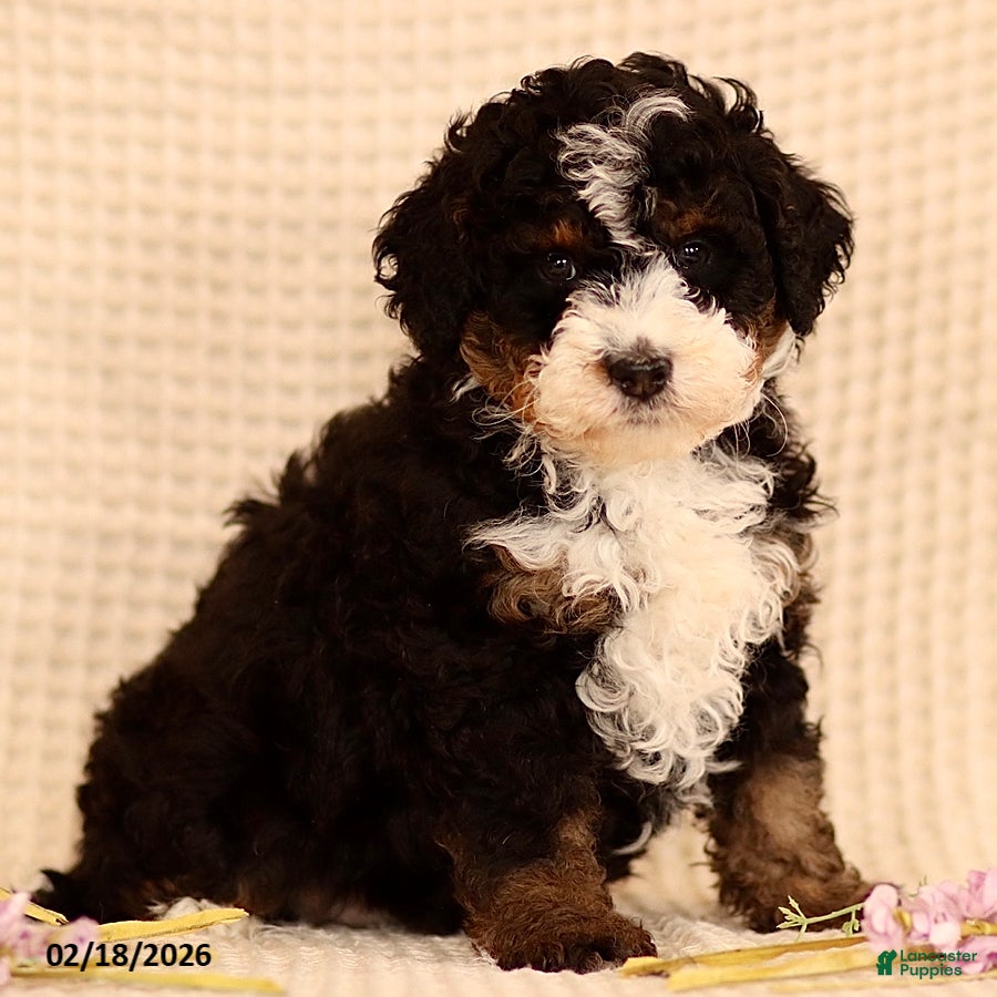Mini Bernedoodle dogs Mike - Ad 1