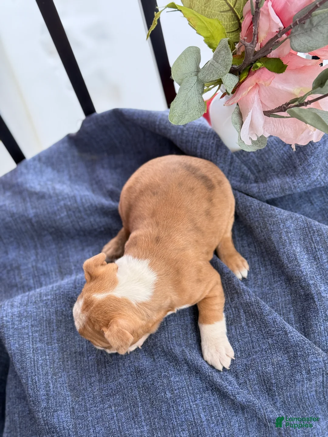 Boston Terrier dogs for sale: Beauty - Ad 6