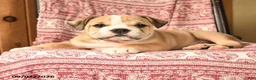 English Bulldog dogs for sale: Big Ben - Ad 3
