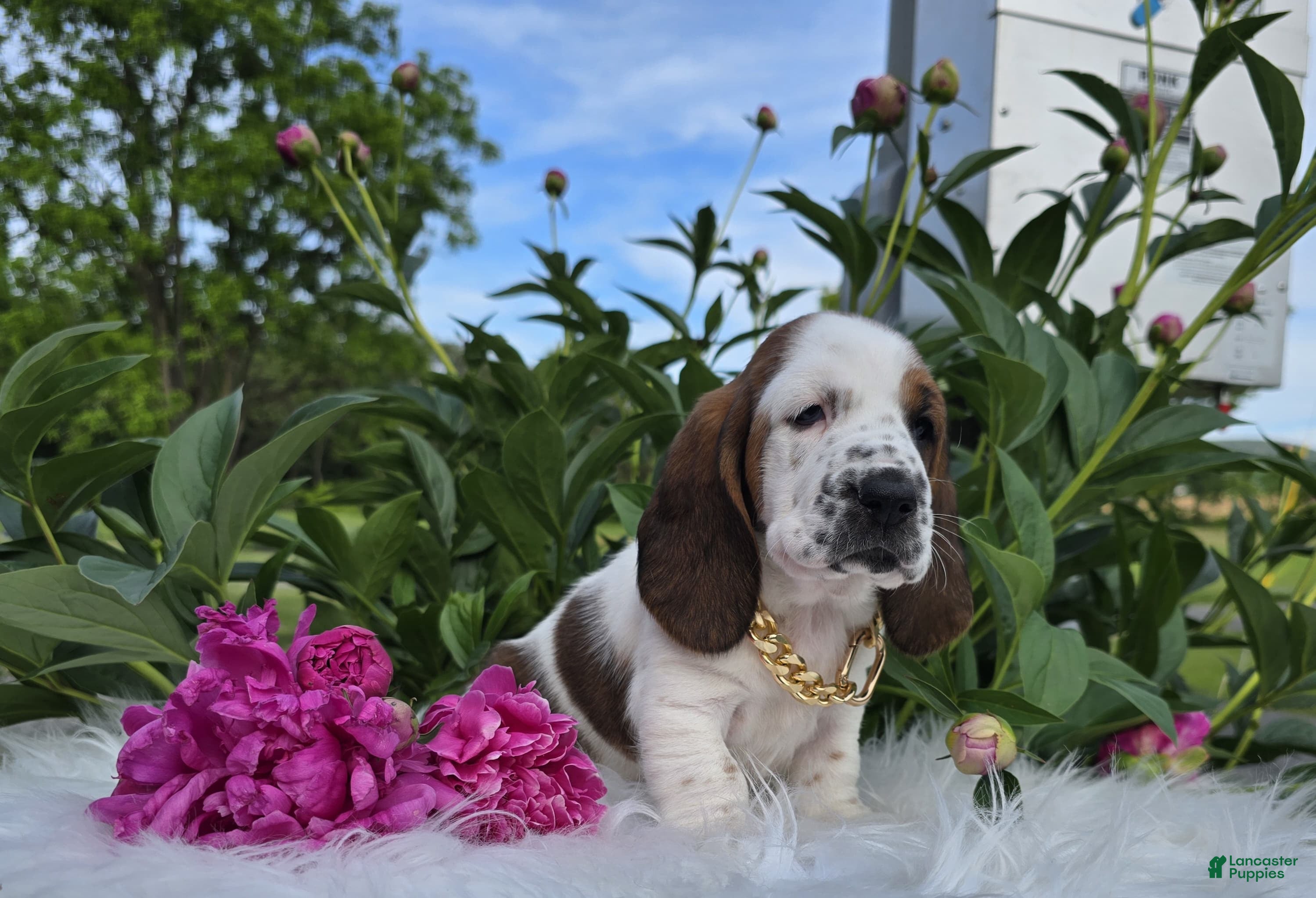Basset Hound dogs for sale: Thelma - Ad 1