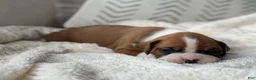 Boxer dogs for sale: Stella - Ad 2