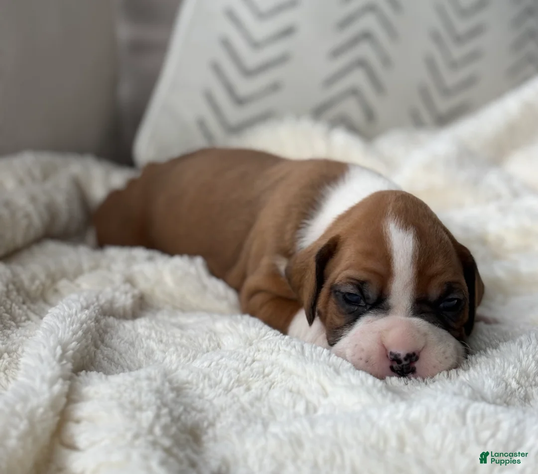 Boxer dogs for sale: Stella - Ad 2