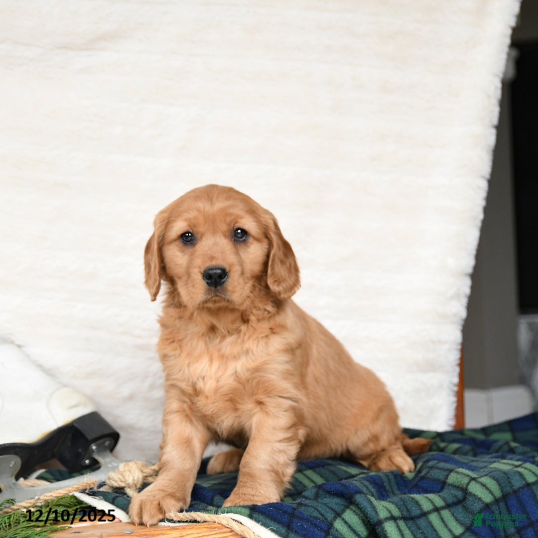 Miniature Golden Retriever dogs for sale: Santa   - Ad 1