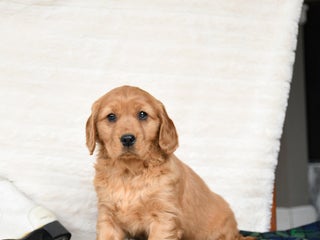 Miniature Golden Retriever dogs Santa - Ad 19