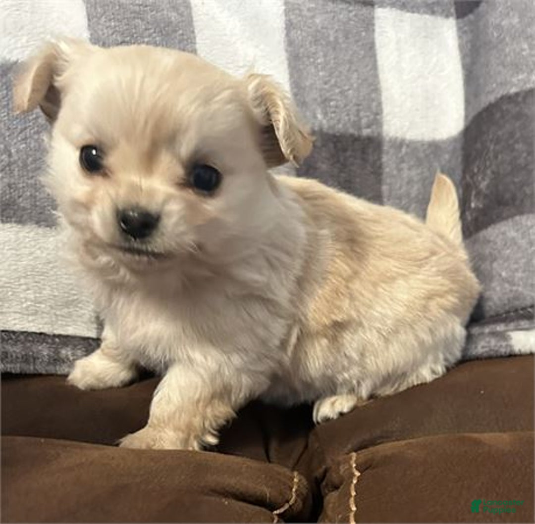Chihuahua dogs for sale: Chihuahua Puppy 3 - Ad 1