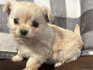 Chihuahua dogs Chihuahua Puppy 3 - Ad 17