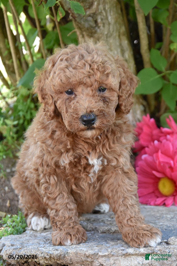 Miniature Poodle dogs Joe - Ad 2