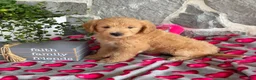 Goldendoodle dogs for sale: Nora - Ad 9