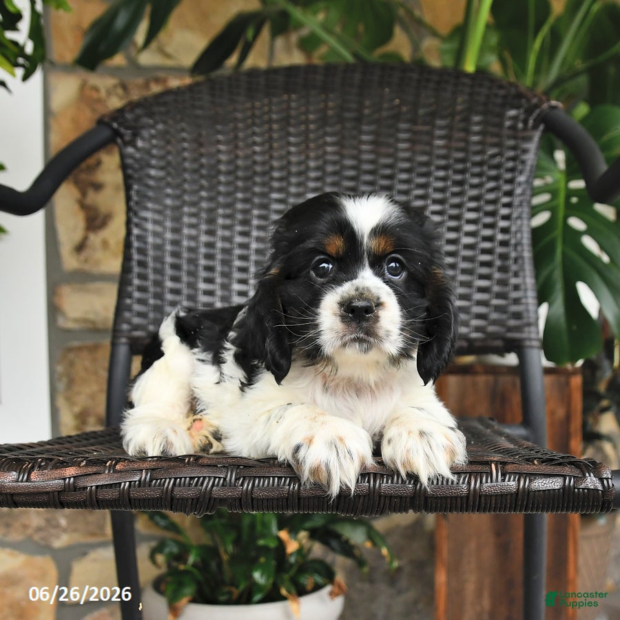 English Cocker Spaniel dogs Tessa - Ad 1