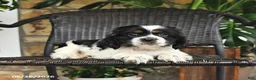 English Cocker Spaniel dogs for sale: Tessa - Ad 1