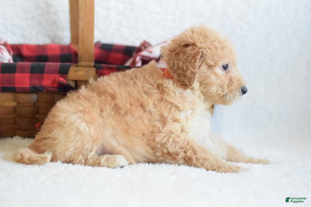 Goldendoodle dogs for sale: Goldendoodle Puppy 7 - Ad 3