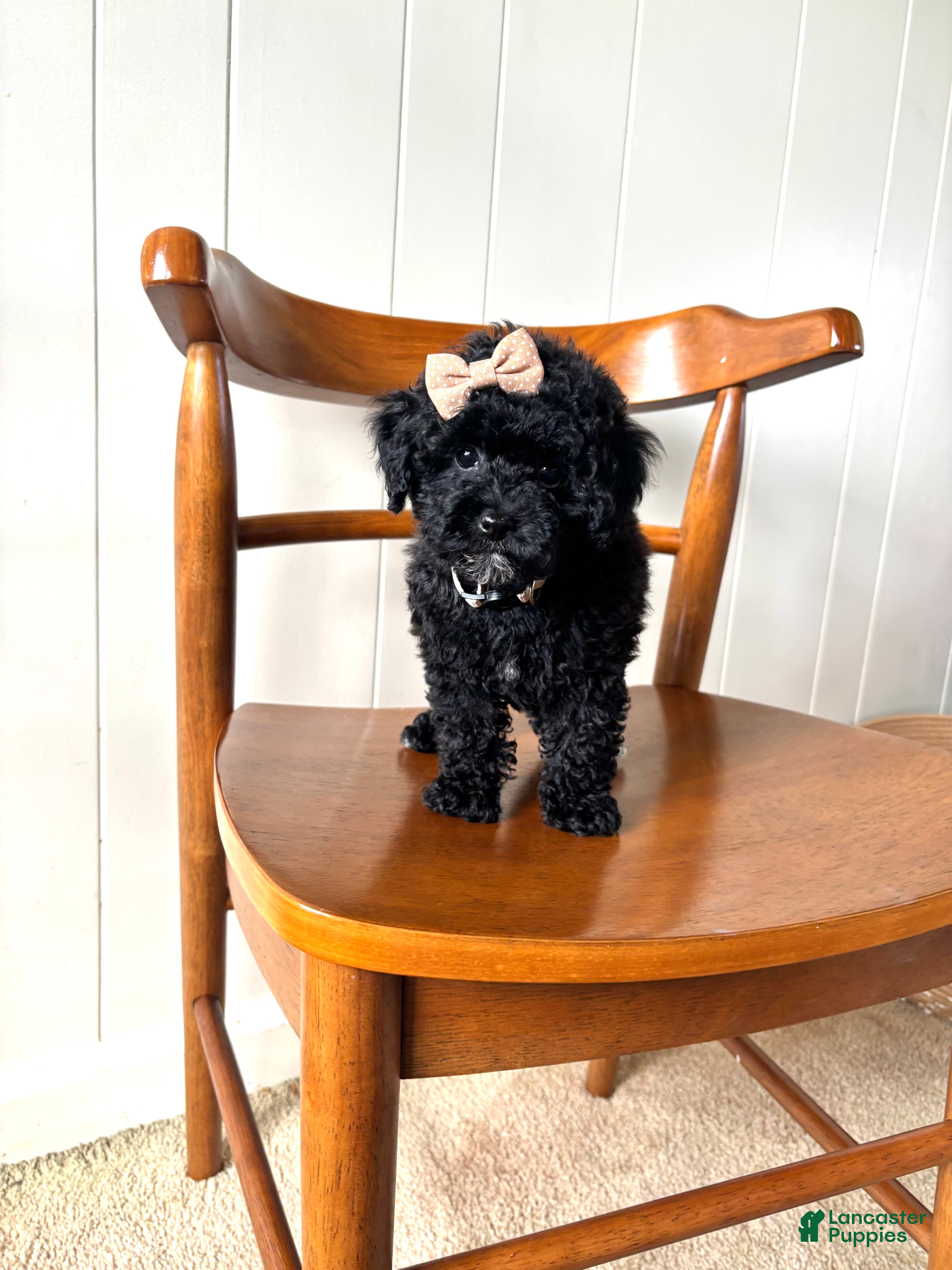 Toy Poodle dogs Pearl - Ad 2