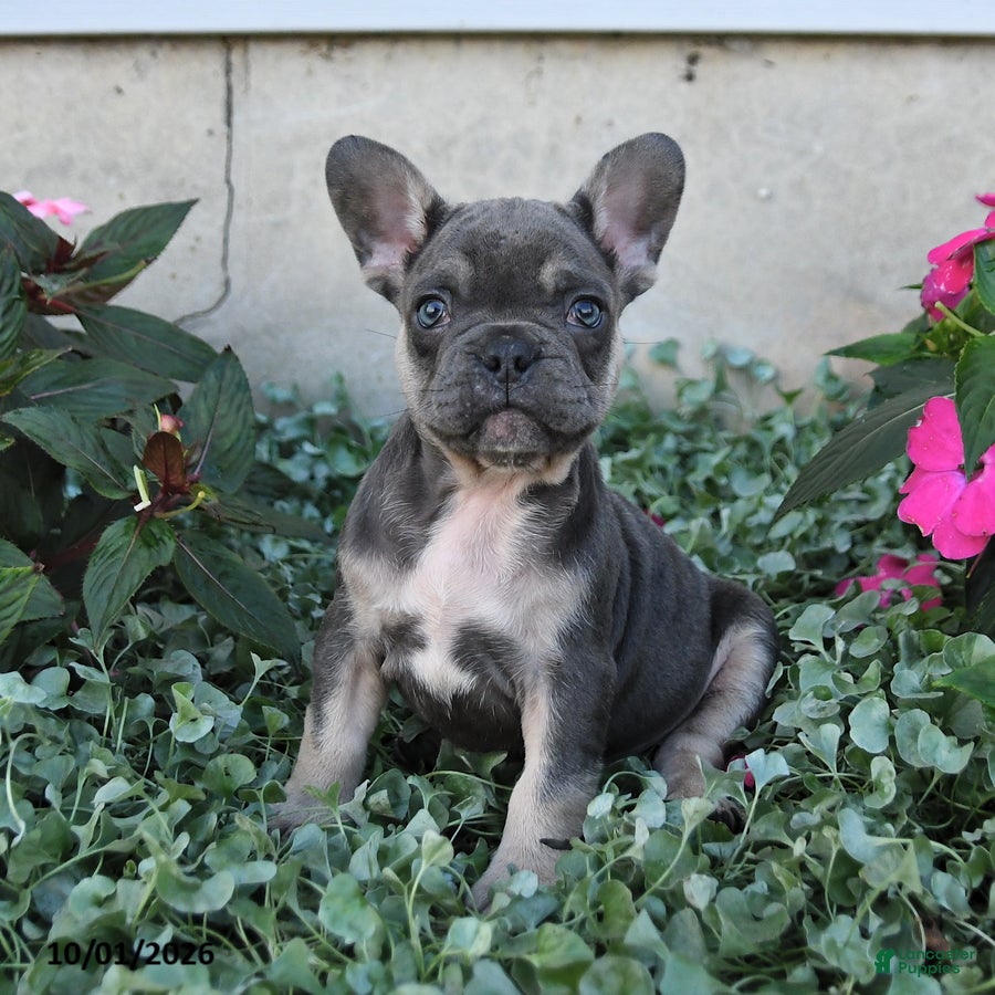 French Bulldog dogs Fergus - Ad 1