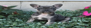 Fergus