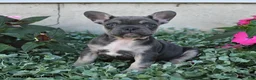French Bulldog dogs for sale: Fergus - Ad 1