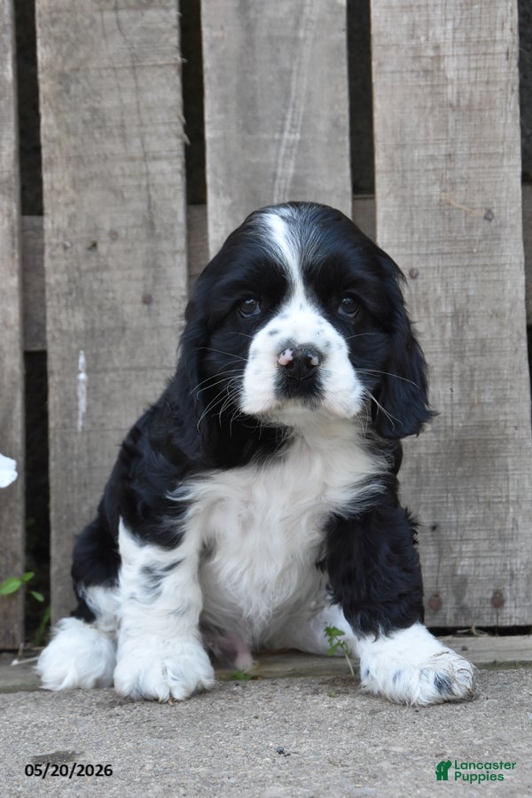 Cocker Spaniel dogs Dustin - Ad 1