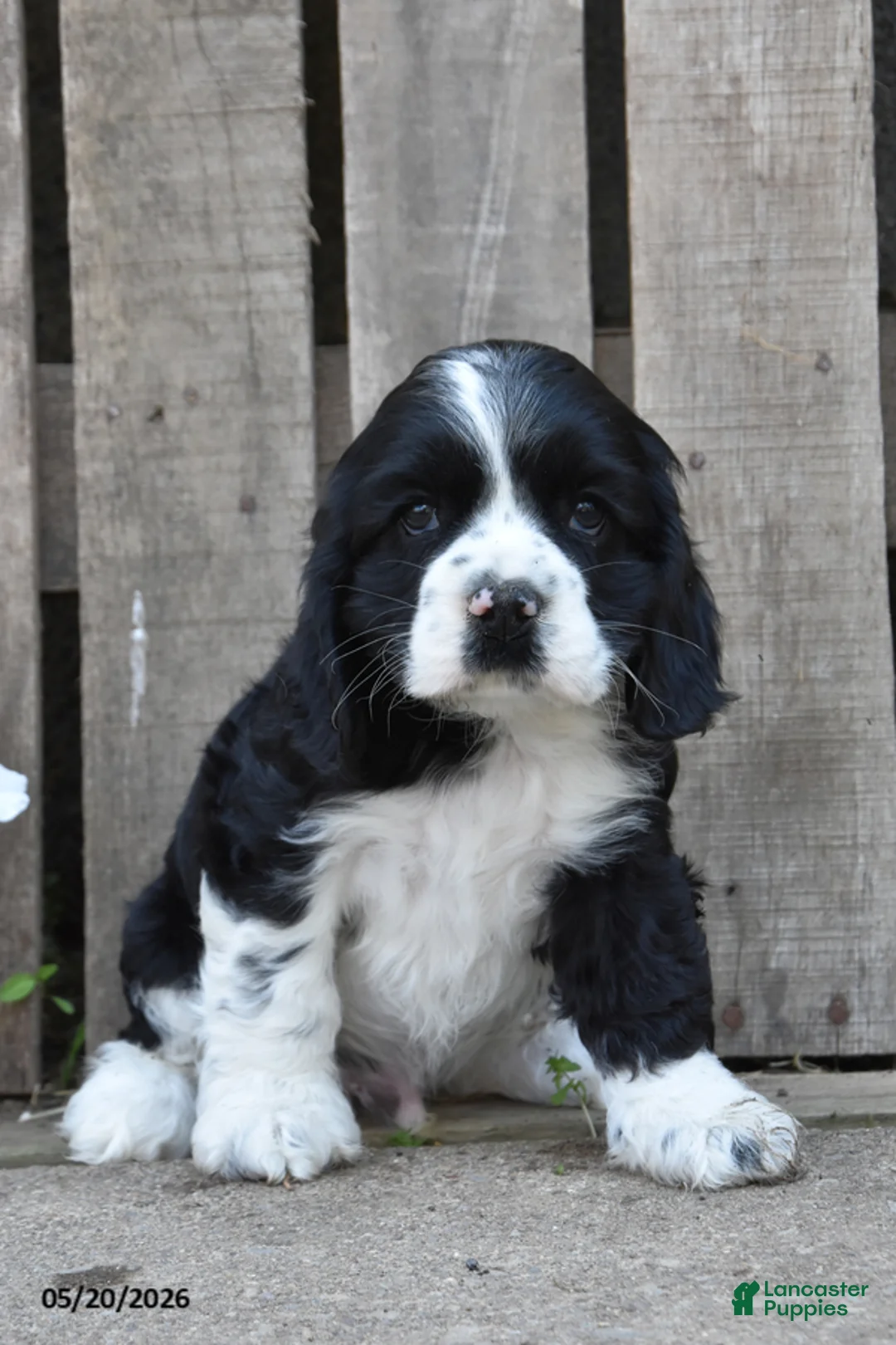 Cocker Spaniel dogs for sale: Dustin - Ad 1