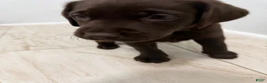 Labrador Retriever 2