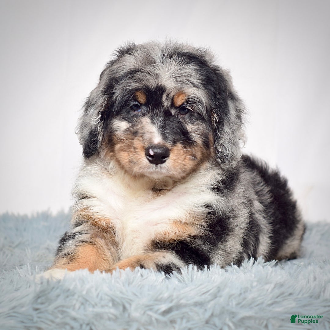 Bernedoodle dogs for sale: Ms. Tinkerbell - Ad 5
