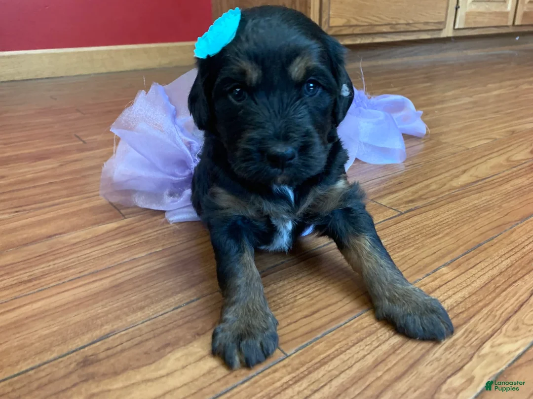 Gallery Image {{count}}