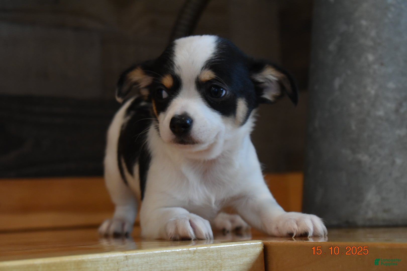 Chihuahua dogs Jarron - Ad 26
