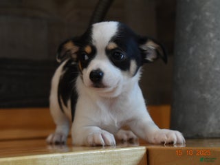 Chihuahua dogs Jarron - Ad 2