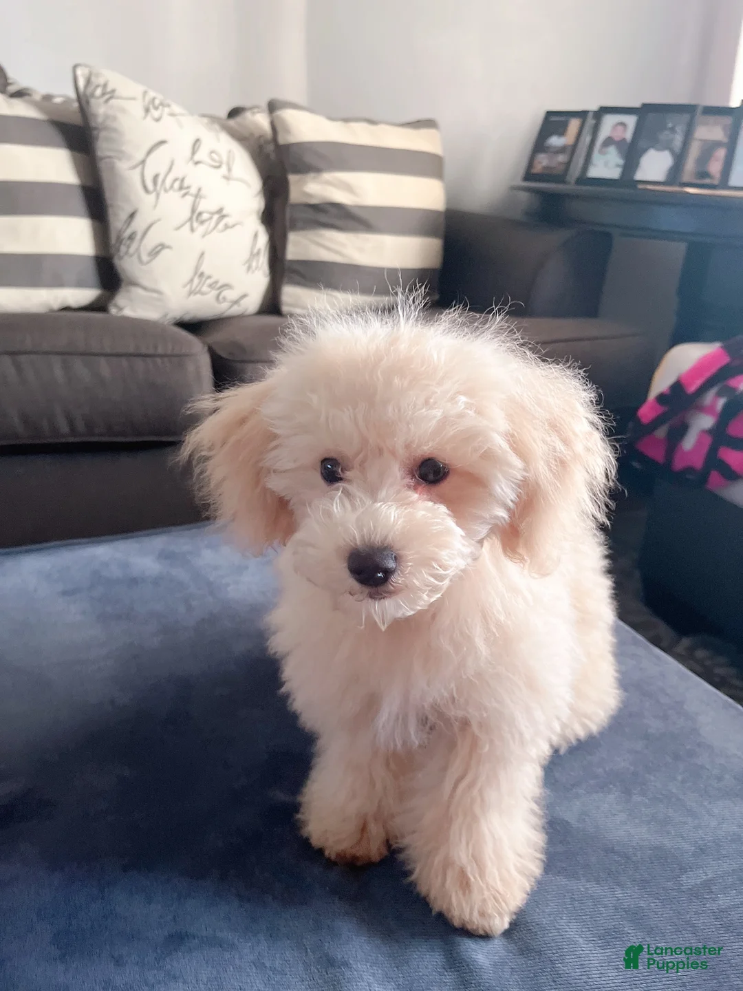 Maltipoo dogs for sale: Maltipoo Puppy 1 - Ad 5