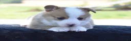Welsh Corgi Pembroke dogs for sale: Diesel - Ad 8