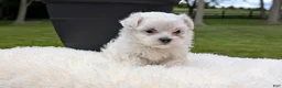 Maltese dogs for sale: Macy - Ad 10