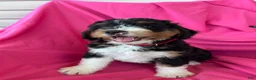 Mini Bernedoodle dogs for sale: RUSTY - Ad 5