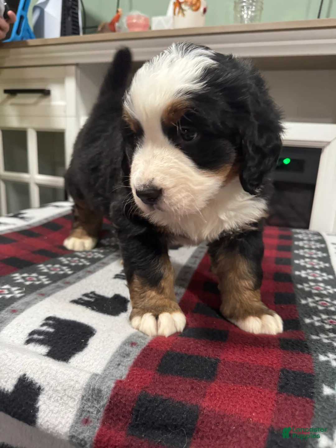 Bernese Mountain Dog dogs for sale: Shadow - Ad 3