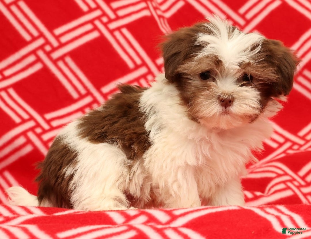 Havanese dogs for sale: BJ - Ad 3